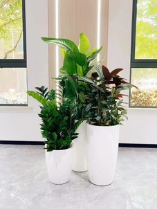 专业花木出租，给宁波鄞州带来盎然生机